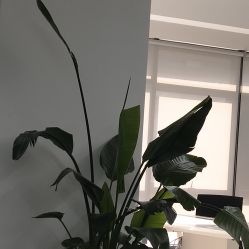 -星靓彩耳洞吧·手穿