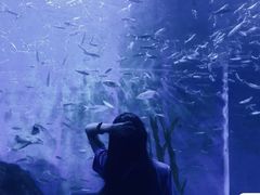 -锦艺城海洋馆
