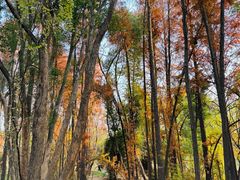 -东湖落雁景区