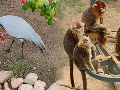 -西霞口神雕山野生动物世界
