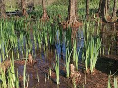 -溱湖国家湿地公园