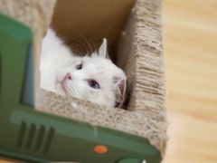 -momokira米努特·德文卷毛猫·棉花面纱犬