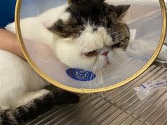 -萌兽医馆·犬猫专科·眼科中心·宠物医院(朝阳门分院)