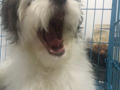 -BABYDOG宝贝狗宠物乐园(欧洲城店)