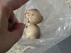 -金盆阿嬷香菇茶叶蛋(玄光店)