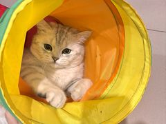 -喵zoo家庭繁育猫舍(尖东智能花园店)
