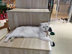 -藏猫猫咖啡主题馆(中央大道店)