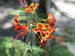 -国家植物园