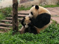 -中国大熊猫保护研究中心雅安碧峰峡基地