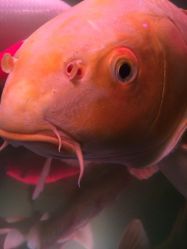 iphone_upload_pic-周忆刺青原创设计定制