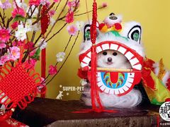 -超宠爱宠物摄影-Super pet