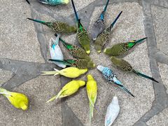 -南宫五洲植物乐园