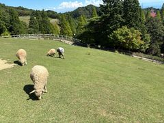 -神户市立六甲山牧场