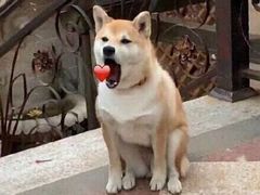 -祥记·苏帮菜·松鼠桂鱼(湖畔天城店)