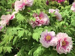 -洛阳市隋唐城遗址植物园