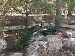 -北京麋鹿生态实验中心