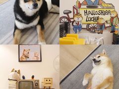 -南京Hallo宠物乐园·哈罗犬舍·柴犬繁育基地