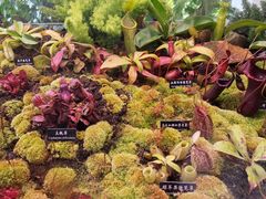 -中国科学院西双版纳热带植物园