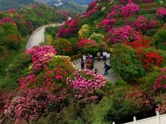 -贵州百里杜鹃风景名胜区