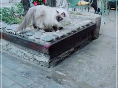 -喵屿·大理花园猫咖