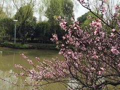 -南汇桃花村