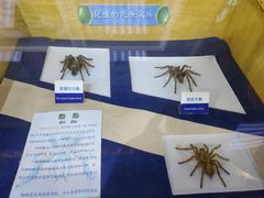 -上海大自然野生昆虫馆(东方明珠·爬宠昆虫探索中心)