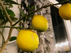 -69艺术餐厅(宋庄店)
