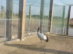 -盐城丹顶鹤湿地生态旅游区