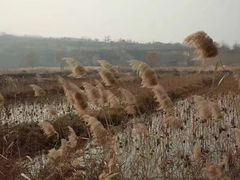 -王顺山国家森林公园