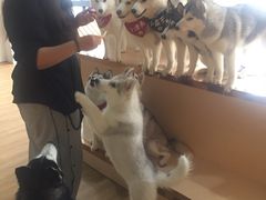 -Husky Go! 哈士奇体验馆·宠物咖啡厅狗咖