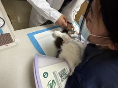 -瑞派天使宠物医院·神经外科·骨科·核磁CT(洛川中路店)