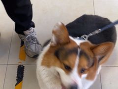 -宠福鑫康馨动物医院·骨科·眼科