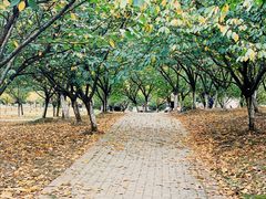 -南京医科大学(江宁校区)