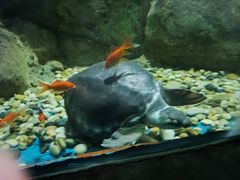 -苏州海洋馆