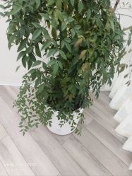 -HEYAN荷妍专业脱毛连锁机构