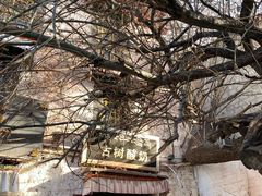 -古树酸奶(八廓南街店)