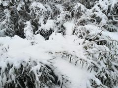 -瓦屋山景区