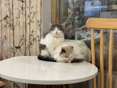 -楼上猫咖(罗湖店)