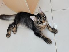 -鼓捣猫呢主题猫咖店