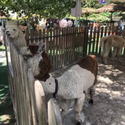 -萌宠亲子动物乐园(槐房万达店)