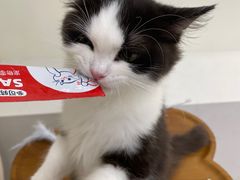 -共舞时光猫咖·狗咖(新街口店)