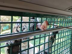 -深圳野生动物园