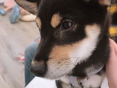 -浣熊柯尔鸭土拨鼠·电玩咖