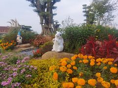 -荷兰花海