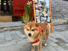 -宠福鑫动物医院(城北分院)