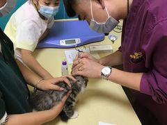 -乖乖宠物医院·猫科·急重症中心(车站北路分院)