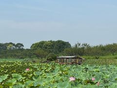 -上海海湾国家森林公园