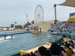 -秦皇岛乐岛海洋王国