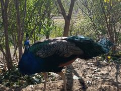 -北京麋鹿生态实验中心