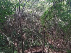 -大岭沟猕猴桃谷风景区